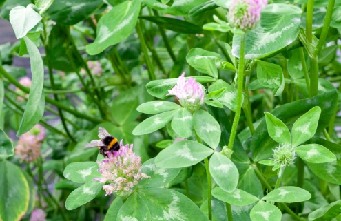 Red Clover
