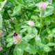 Red Clover