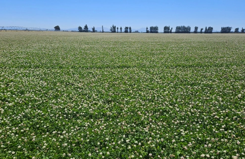 White Clover
