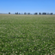 White Clover