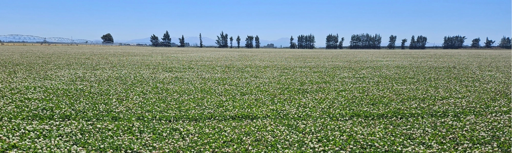 Clodagh White Clover